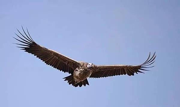 文旅昌邑勁爆昌邑綠博園景區動物園5月29日升級開園免費門票無限送