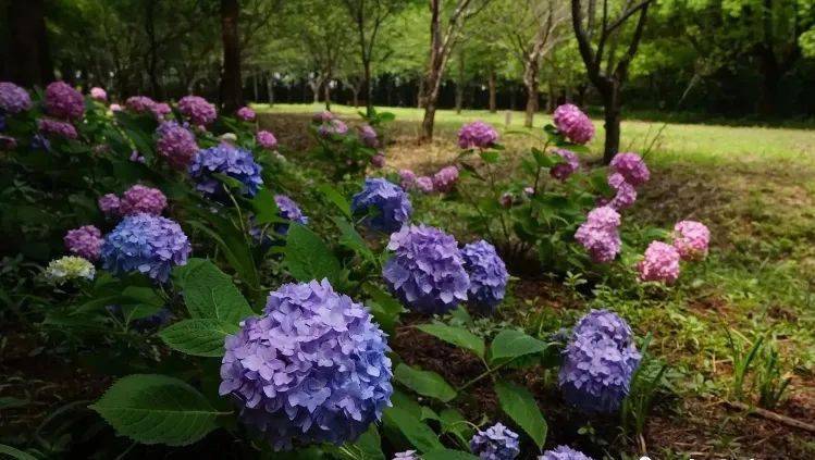 花开无尽夏 日本最美的紫阳花海在哪儿看 夏日