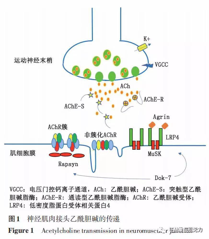 重症肌无力多靶点治疗的现状和问题