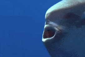 翻车鱼怎么吃食物 101f095208a64e9c8aff29652bc09d96.gif