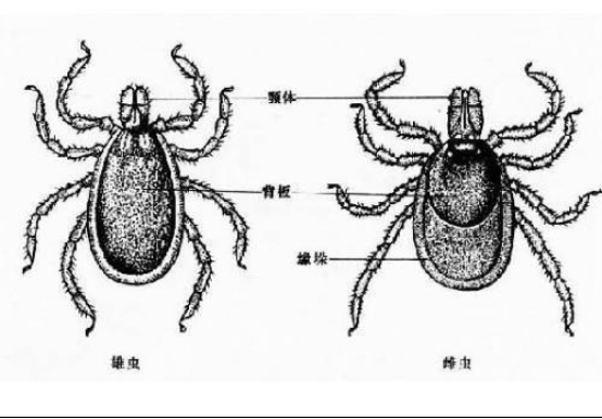 夏季进入此虫作案高发期一份预防指南送给你