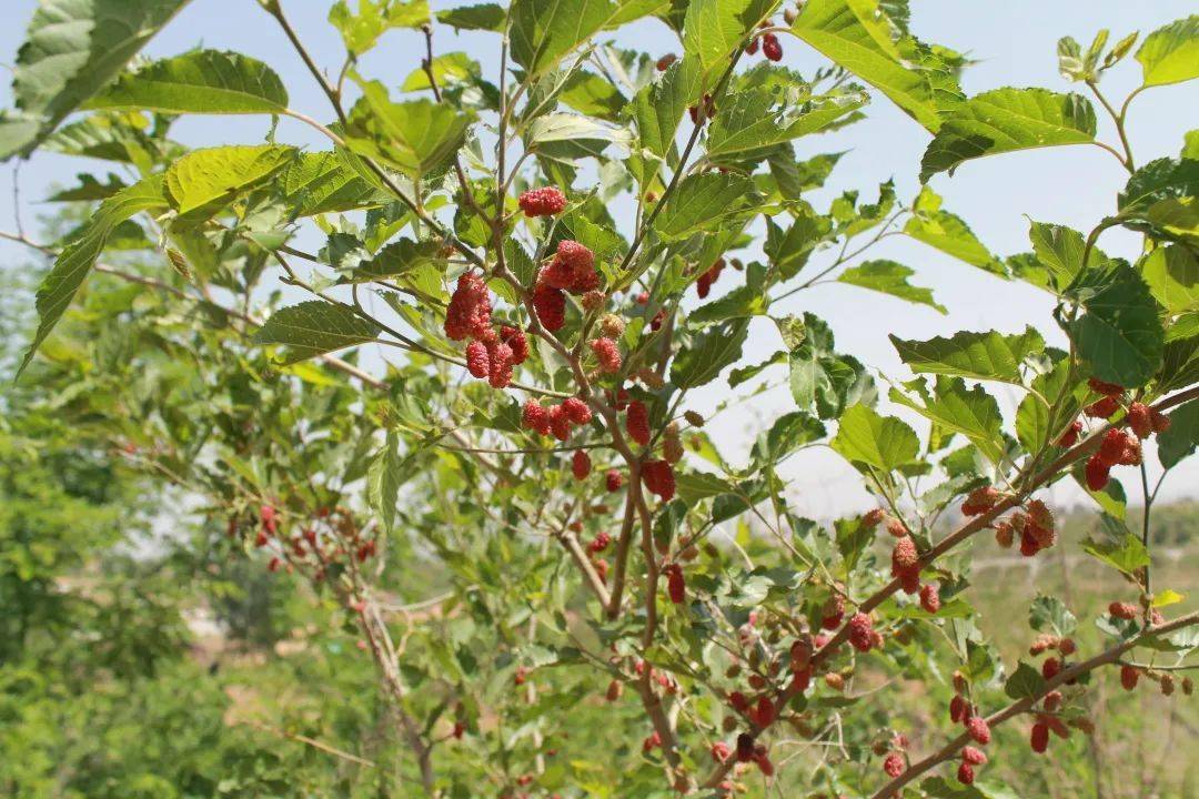 火爆来袭本周五临淄这里有场盛会超多美食奉上