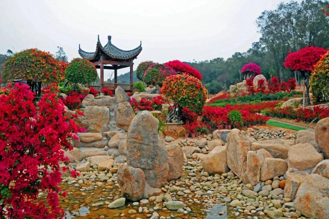 早安花都丨狮岭多彩三角梅