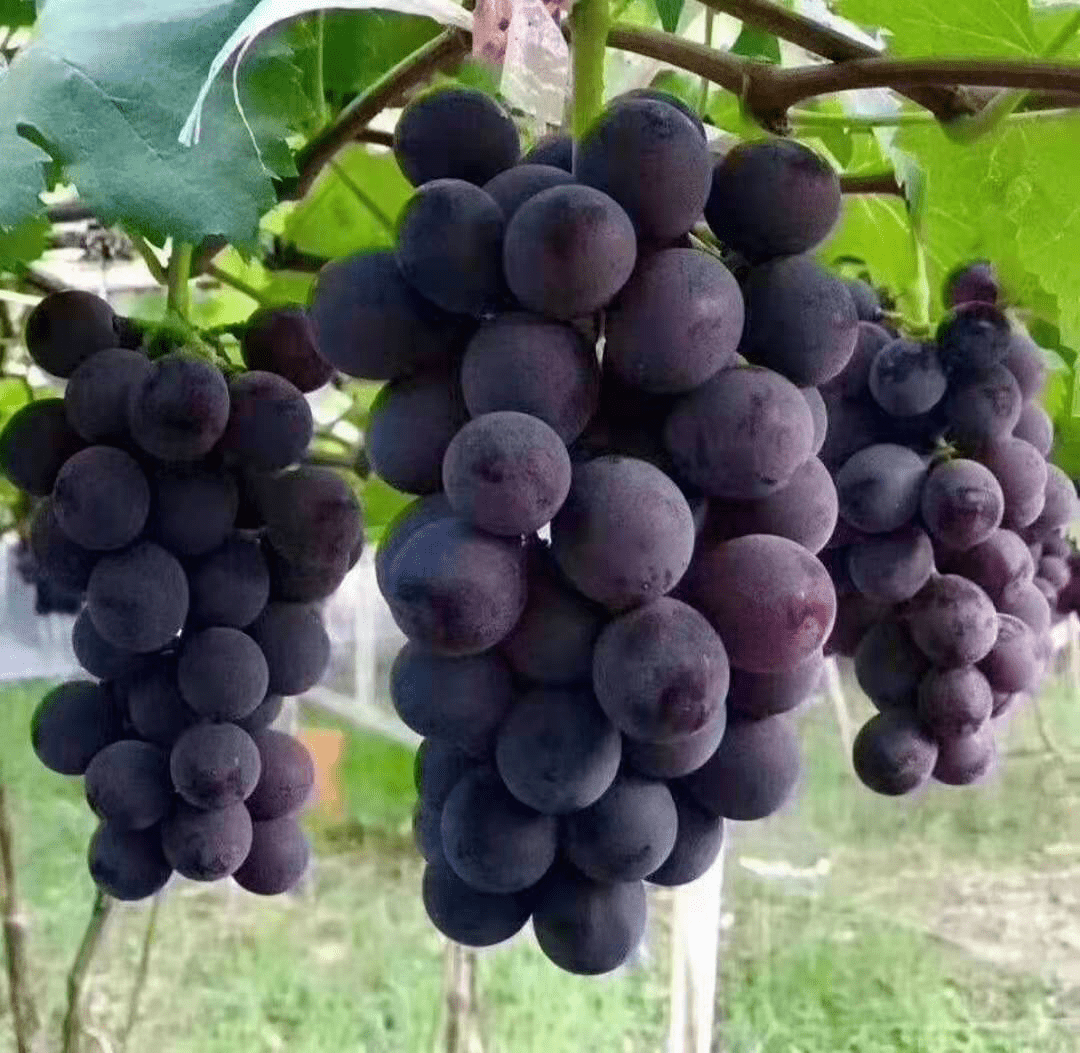 用心铸就品质,让我们共同期待,今夏赛岐巨峰葡萄