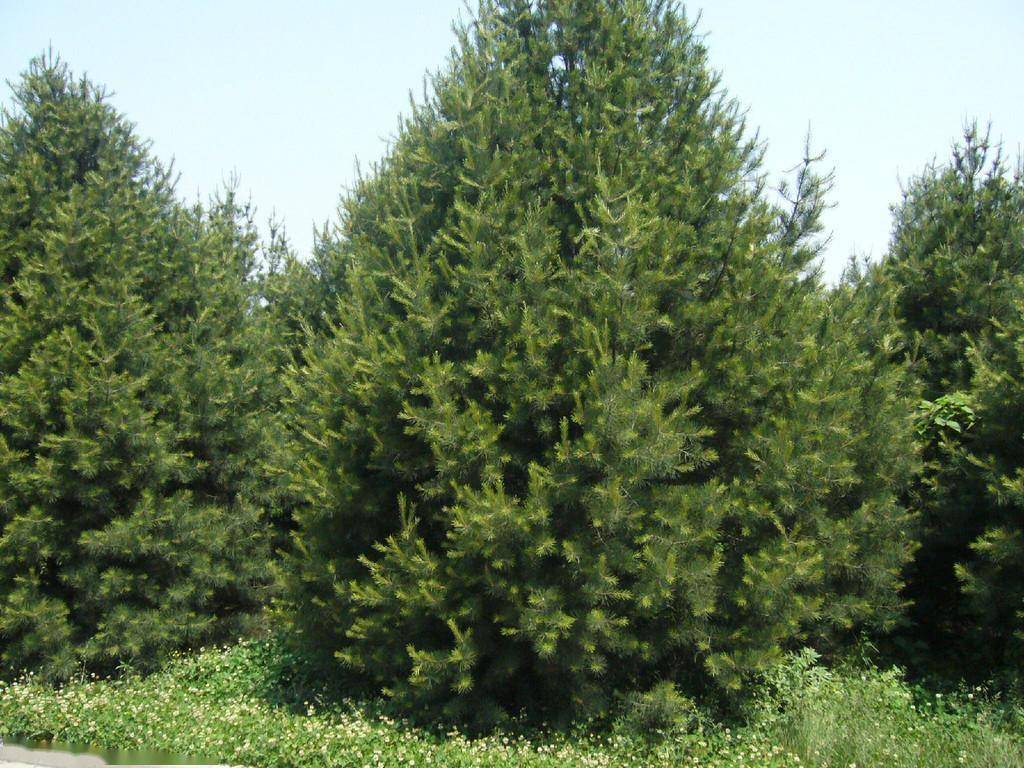 白皮松修剪及常见病虫害及防治措施