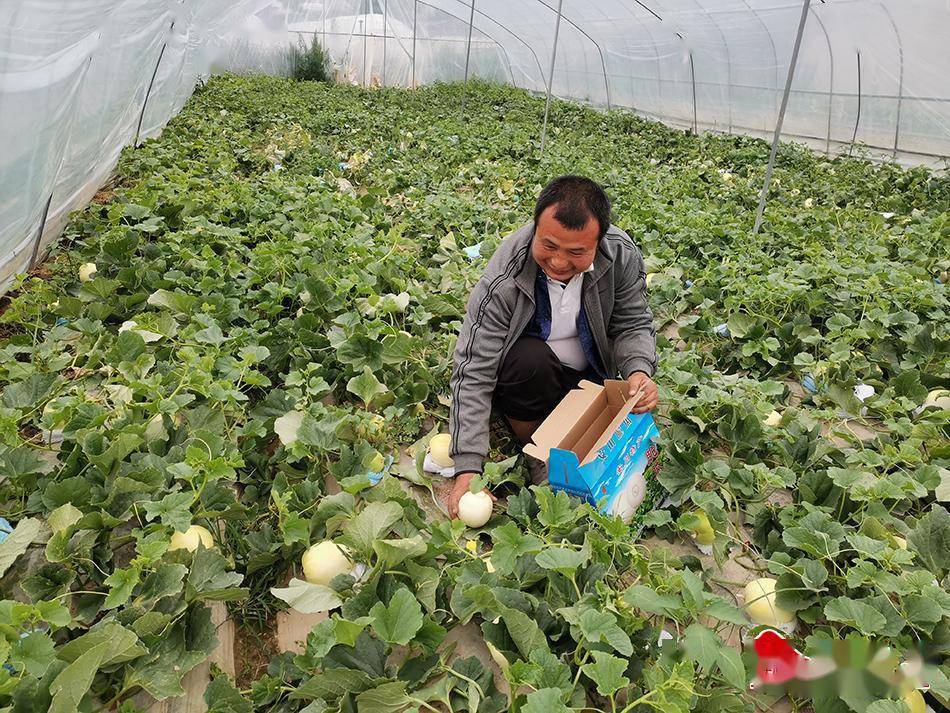 白脆瓜熟了,就是一个香甜_种植