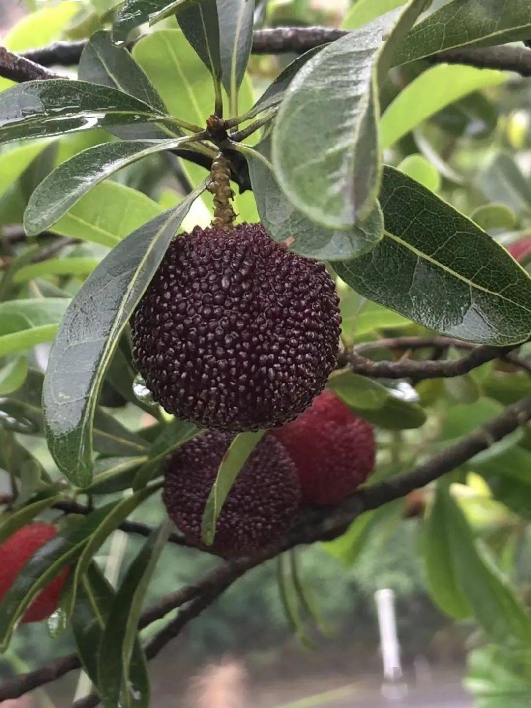 一斤30丽水人爱吃的宝藏杨梅上市了