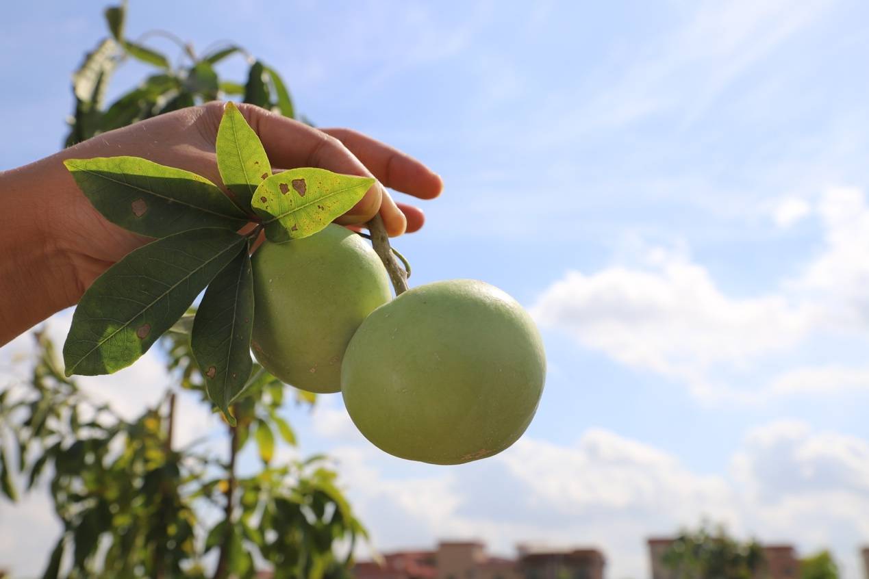 树上结出冰淇淋?这个农业新品种"嫁"进榄核啦!