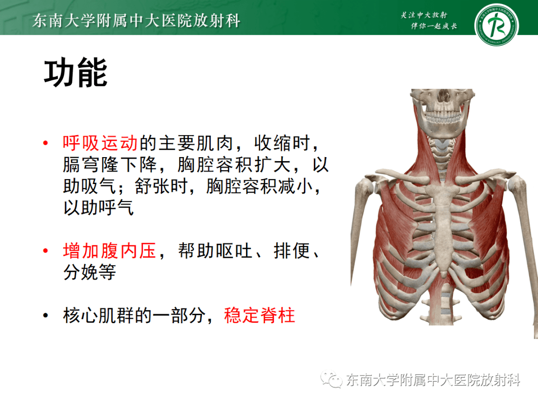 晨讀結果公佈20210526膈肌病變膈疝