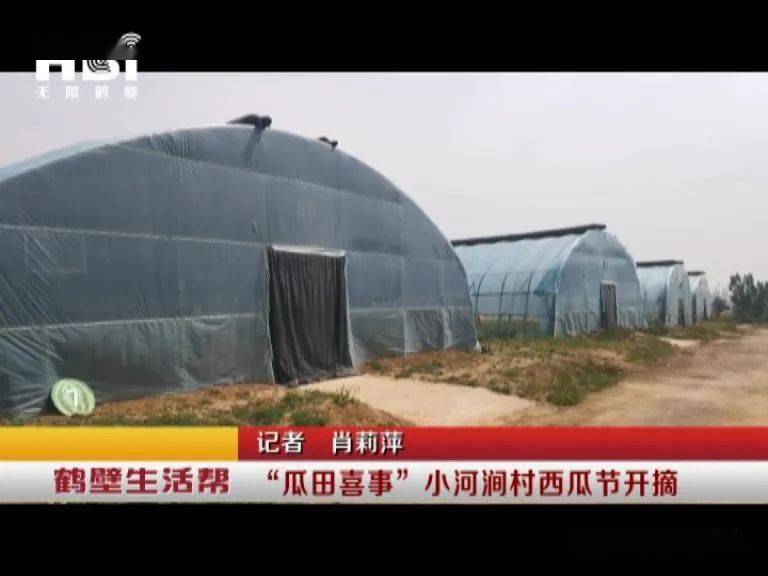 瓜田喜事小河涧村西瓜节开摘
