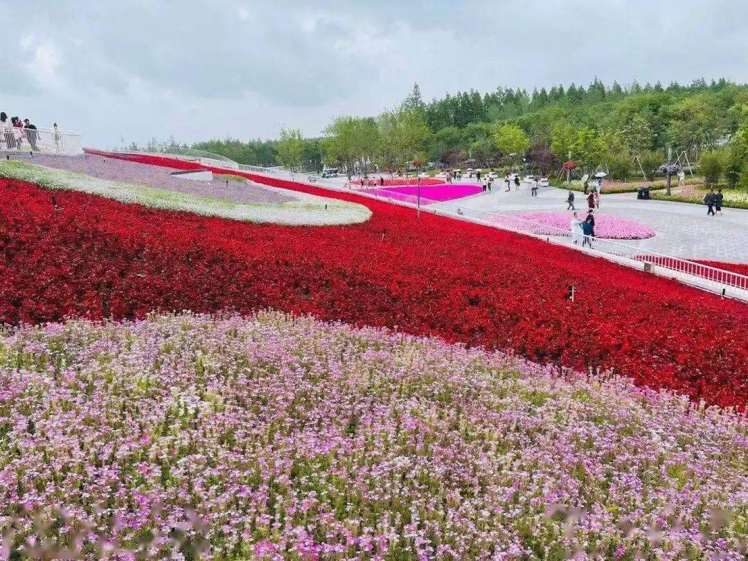 感受美丽的花海奇迹西渡街道总工会参观花博会