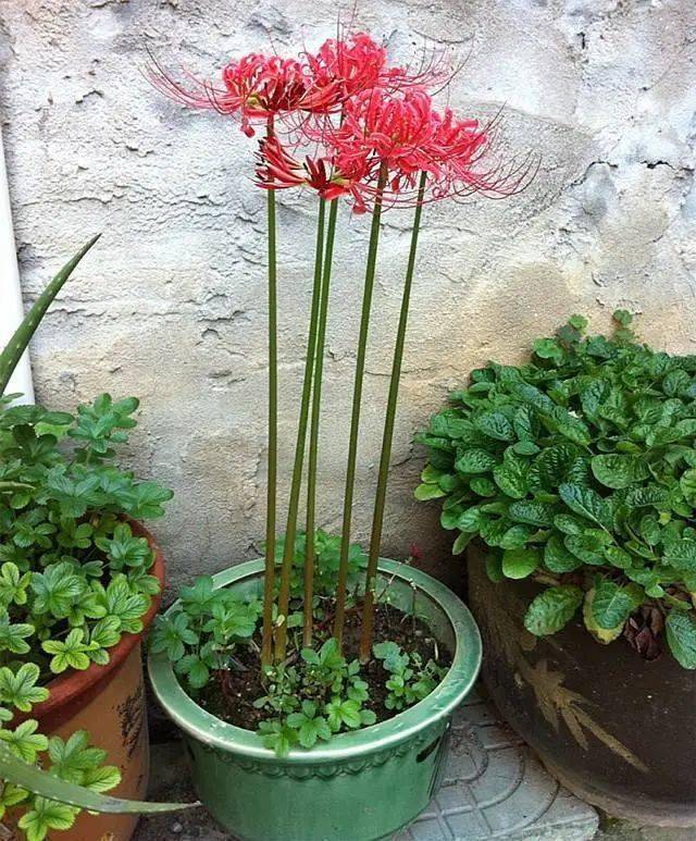 院子里种了 新型花 隔壁奶奶却说是 死人花 让拔掉 叶出