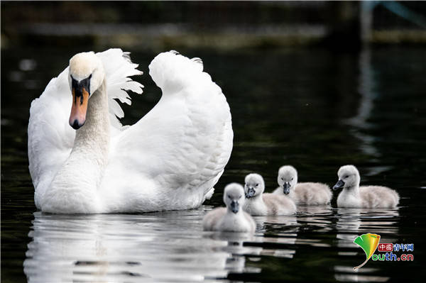 英国天鹅宝宝毛茸茸 探索家园萌萌哒