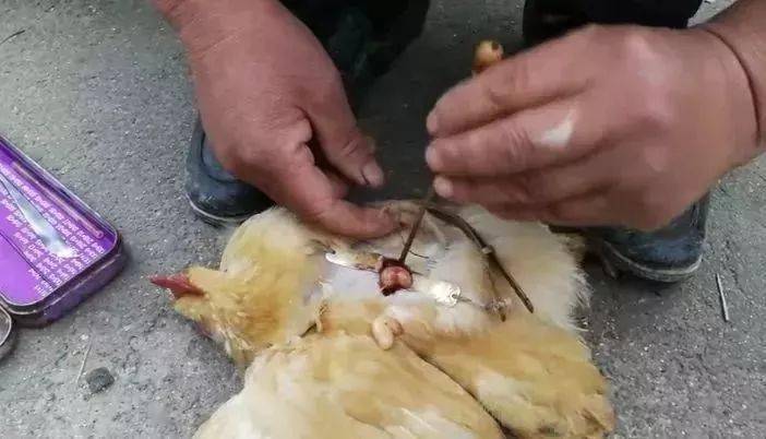 整套的阉割动作,"快,准,狠"一气呵成,有丰富经验,手法好的师傅,鸡的