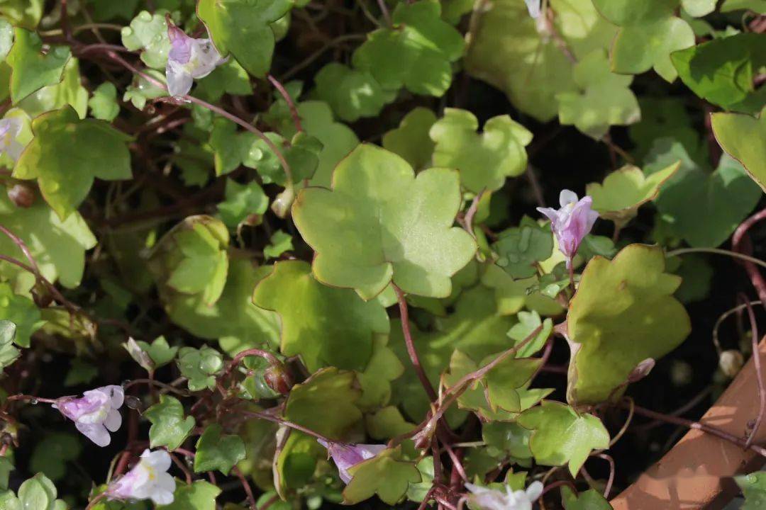 蔓柳穿鱼花盆里的野性美