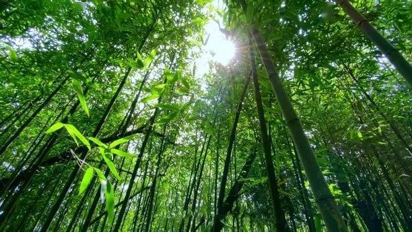 海拔山区,狮溪镇柏芷山,箐坝山是桐梓连片原生态方竹林面积最大的区域