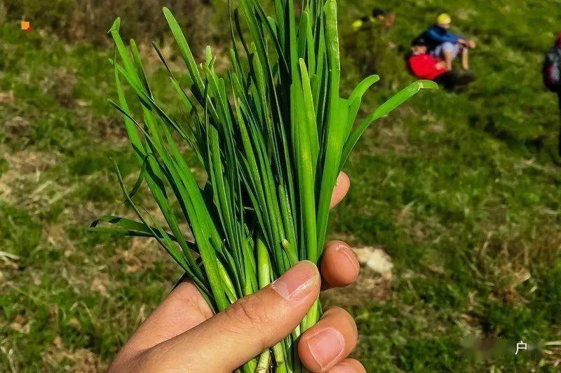 15日北灵山北京驴友最爱后花园の采摘野韭菜自助包饺子休闲周末行