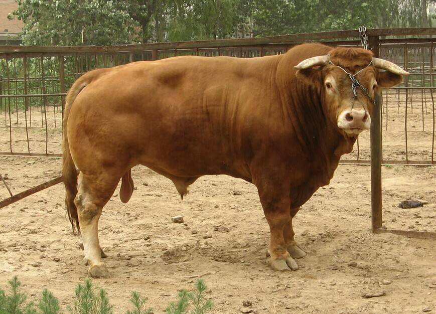 想养牛这些著名牛品种一定要清楚你们家在哪养过哪些牛