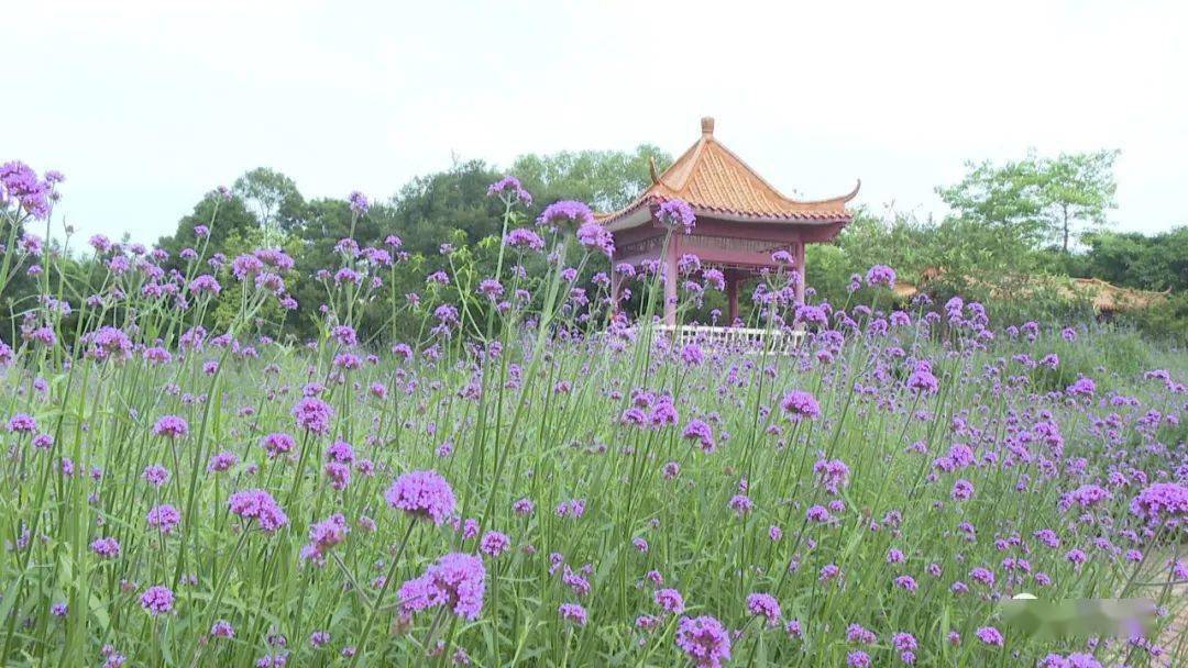 马鞭草盛开如紫色花海浪漫又唯美 游客