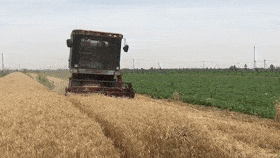 实拍镇平割麦现场…_收割机