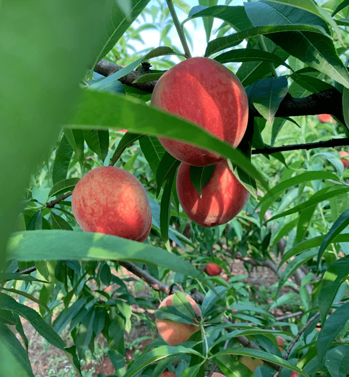 桃子熟了!这些成都周边采摘地可一天来回!