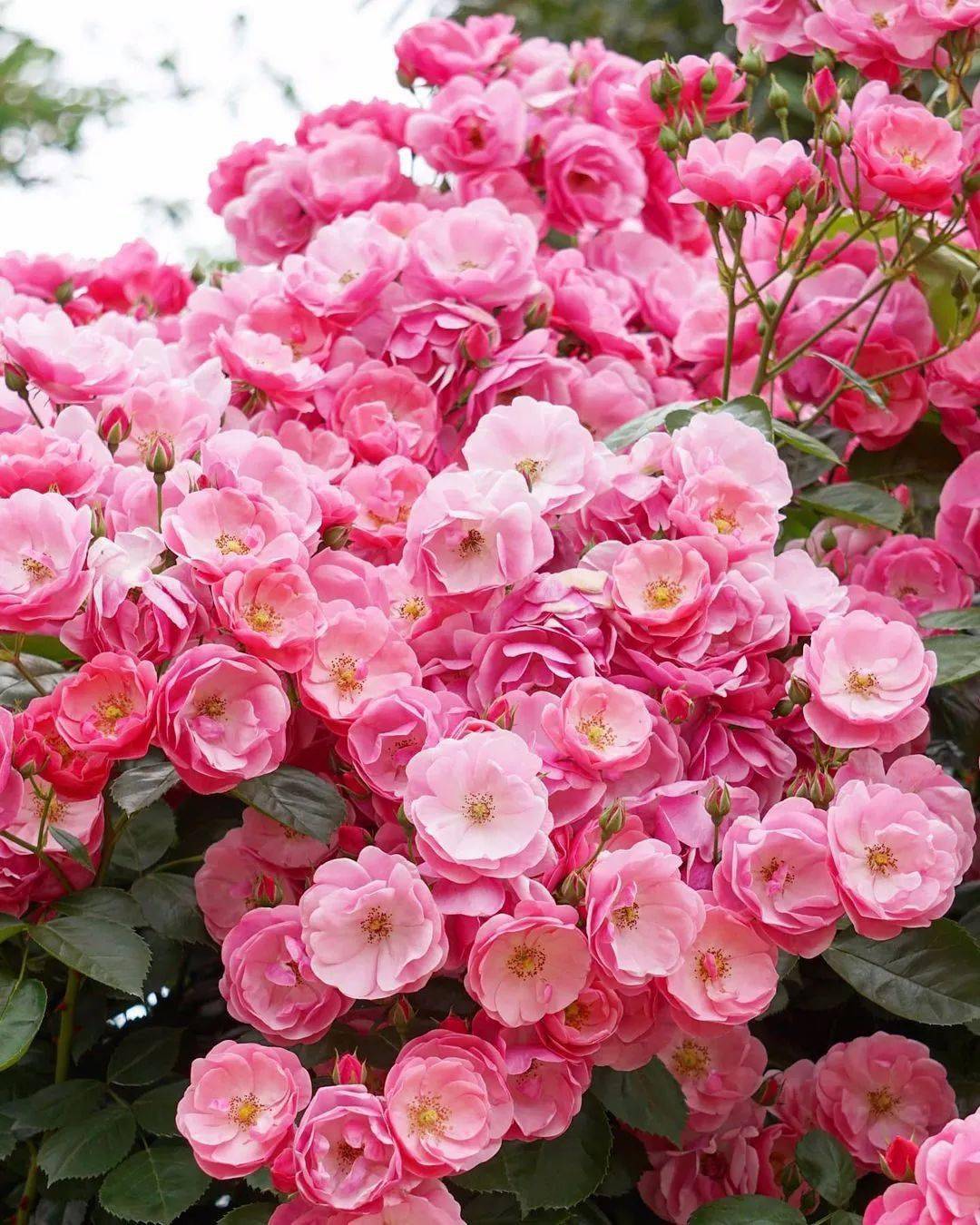 满眼繁花美不胜收