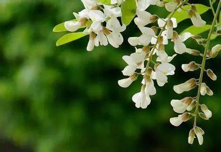 保胃健康 1杯清香五花茶 清肠热 止便血 夏季祛湿热 槐花