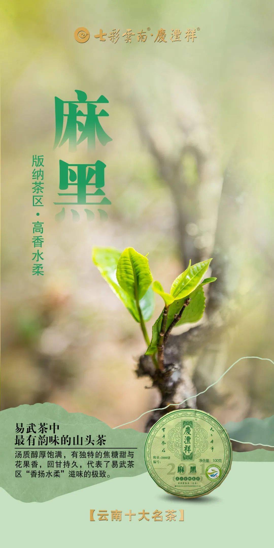 专家深度论百山④丨易武绿芽茶的极致代表——麻黑古树茶_滋味