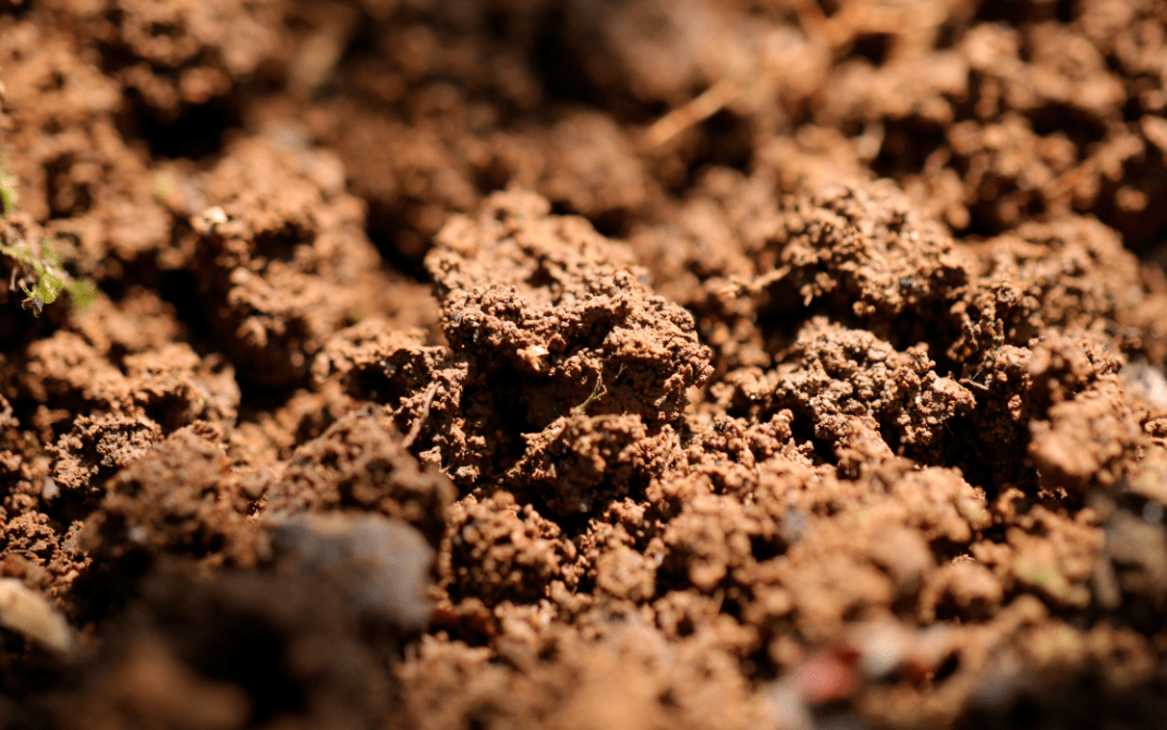 易武茶为什么有这样丰富的魅力,土壤是核心,和当地人常说的"五色土"有