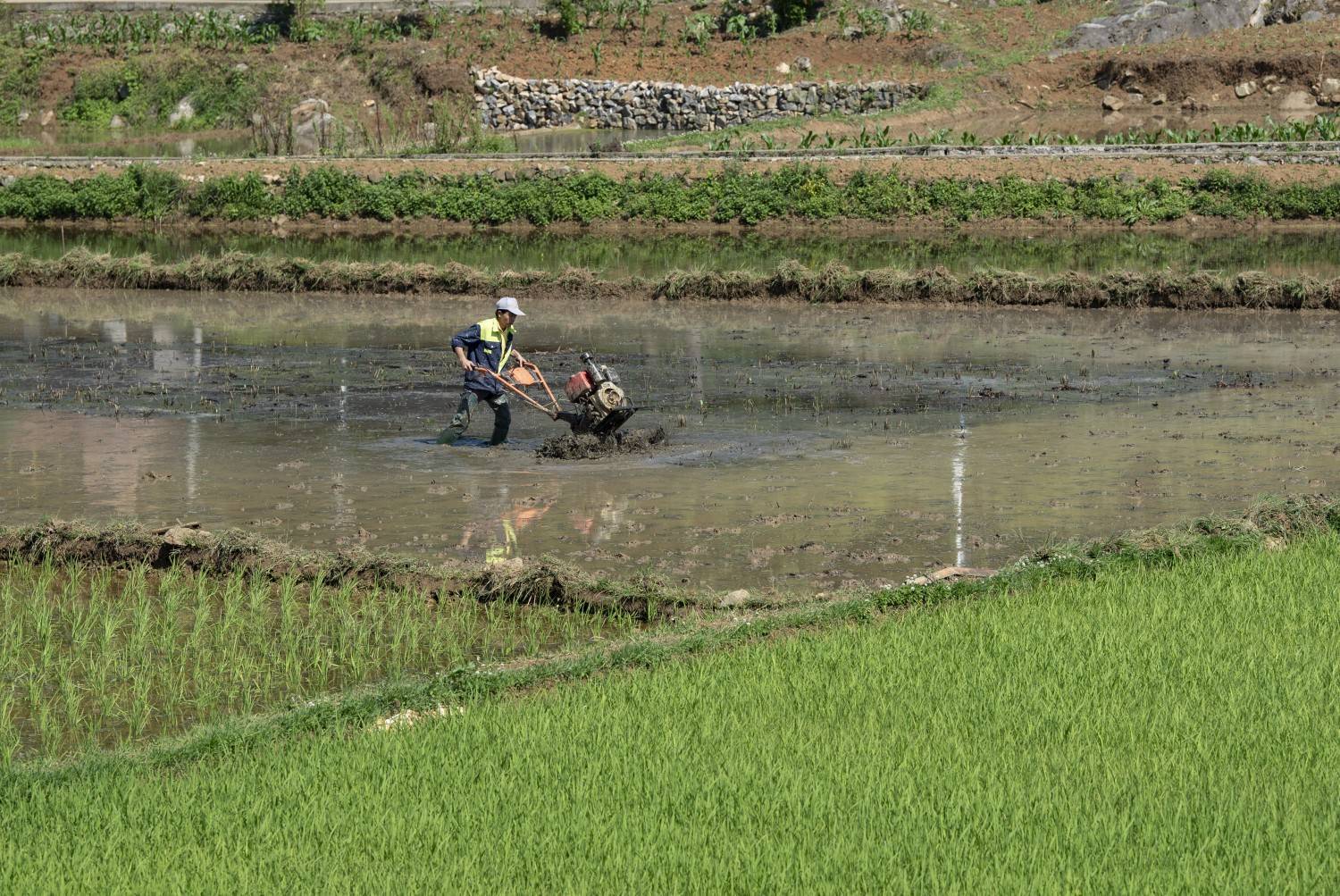 黔西:不负夏日好时光 农民稻田劳作忙