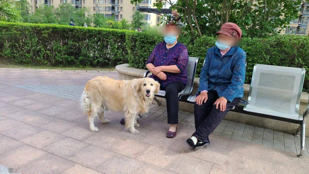 安达发布链接遛狗不拴绳小区内还挺多可打110举报