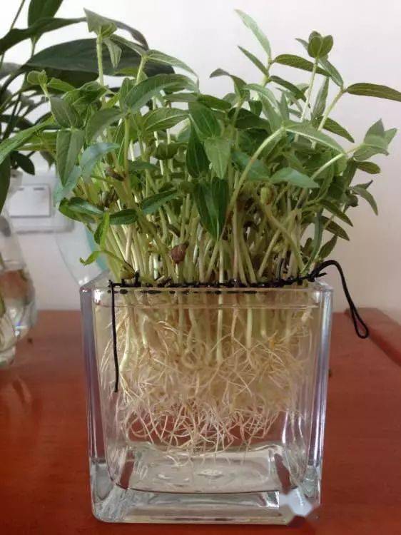 玻璃瓶里撒把绿豆,长出盆小森林!