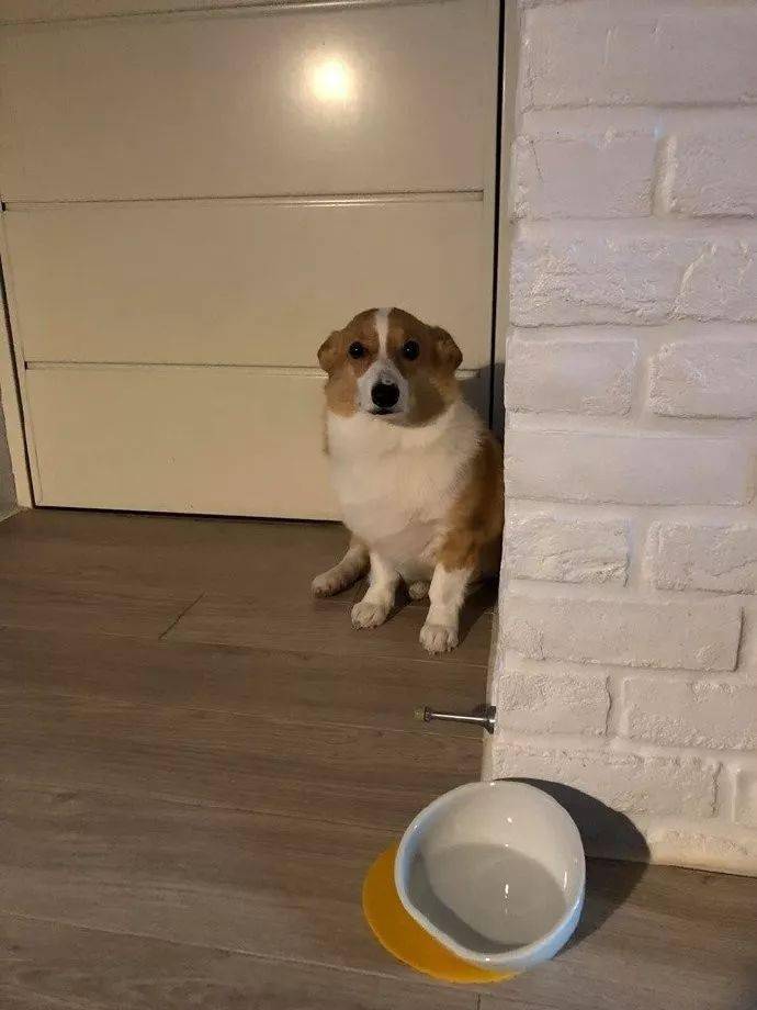 顺着水迹找到了正窝在墙角瑟瑟发抖的狗子.