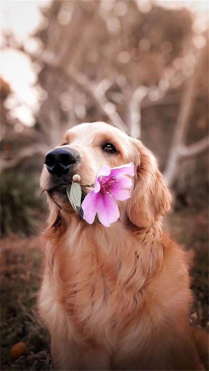 最近很火的叼着花的狗图片