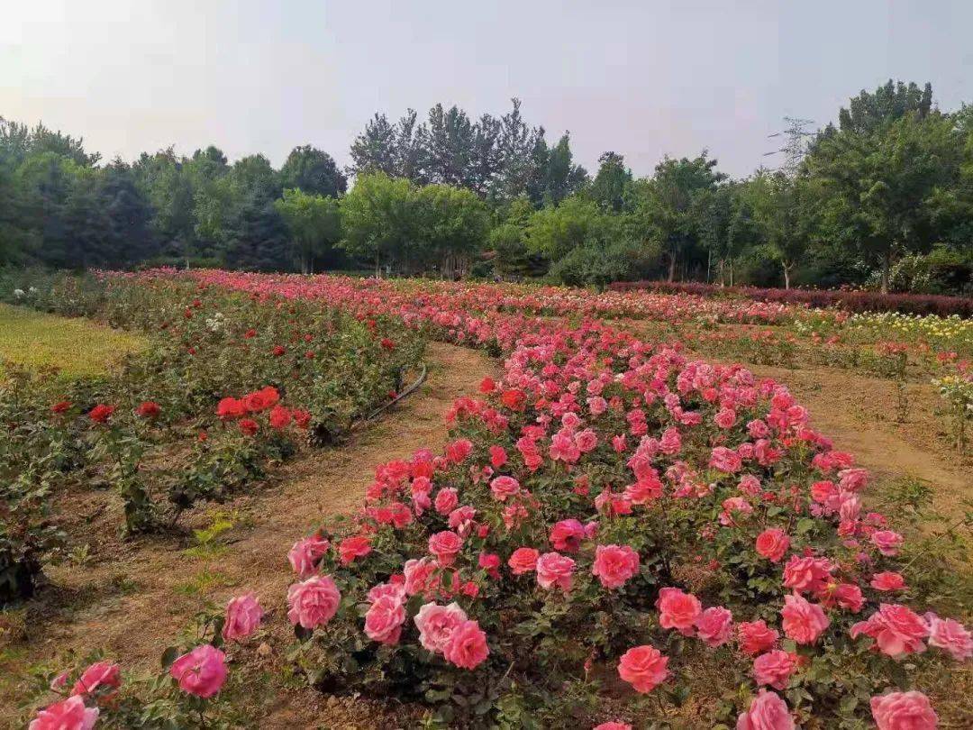 近8万株月季花在南海子公园盛开_北京