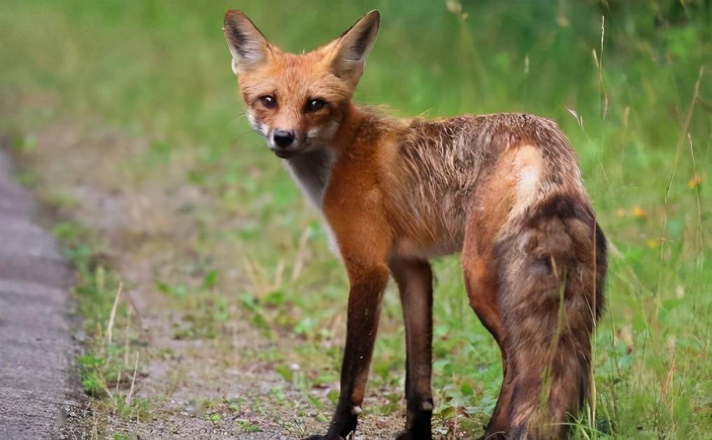 75岁的许昌老人忆亲历怪事隐形的皮狐儿