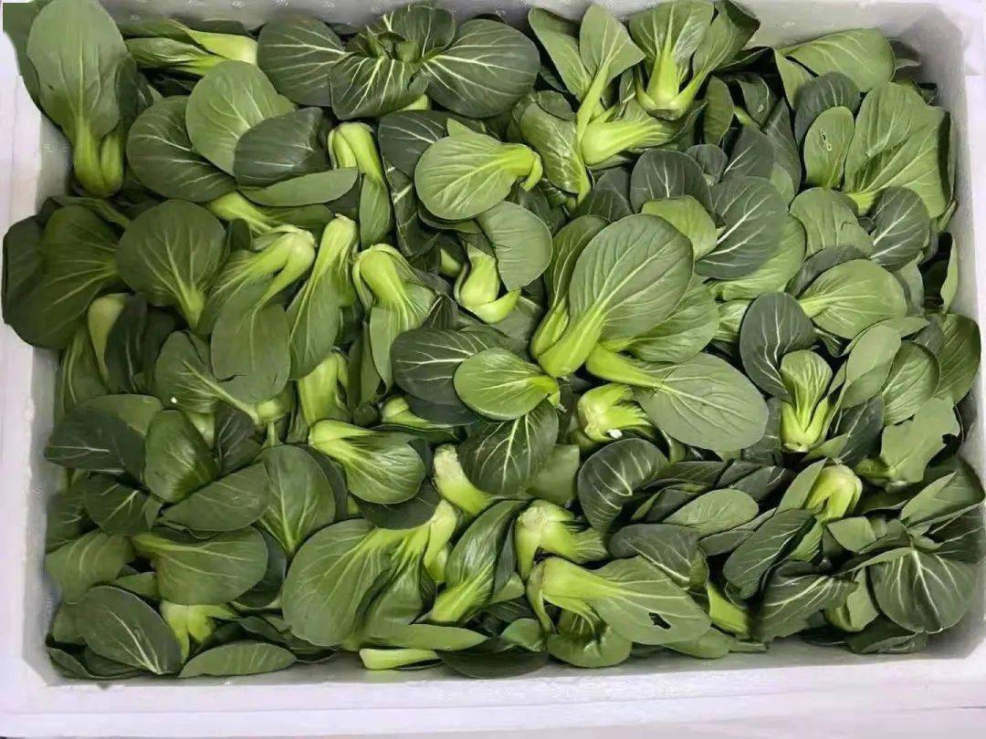 本周,宁夏青菜仔也正式上市,在卖相上,它比较接近上海市民冬天喜欢的"