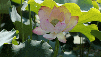 400_225gif 动态图 动图