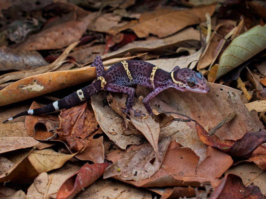 海南睑虎巨拟叶螽银山过树蛇福建竹叶青蛇雨林杀手—真菌寄生发光真菌
