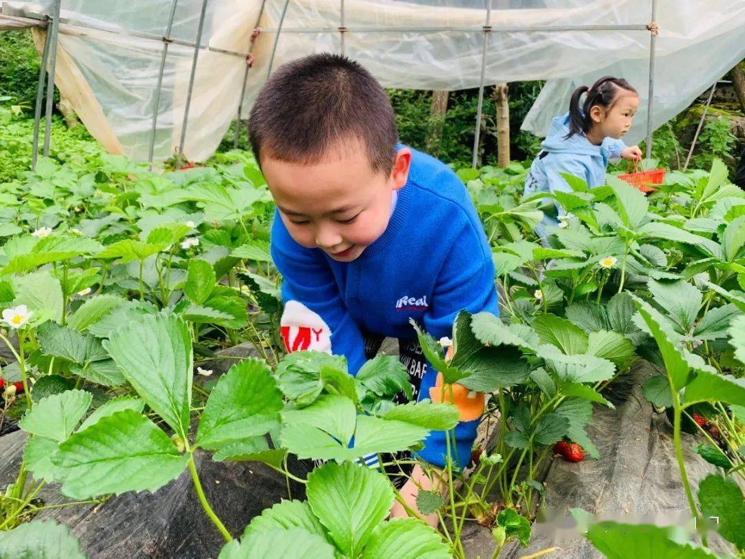 水果味的夏天愛心幼兒園夏日水果主題活動