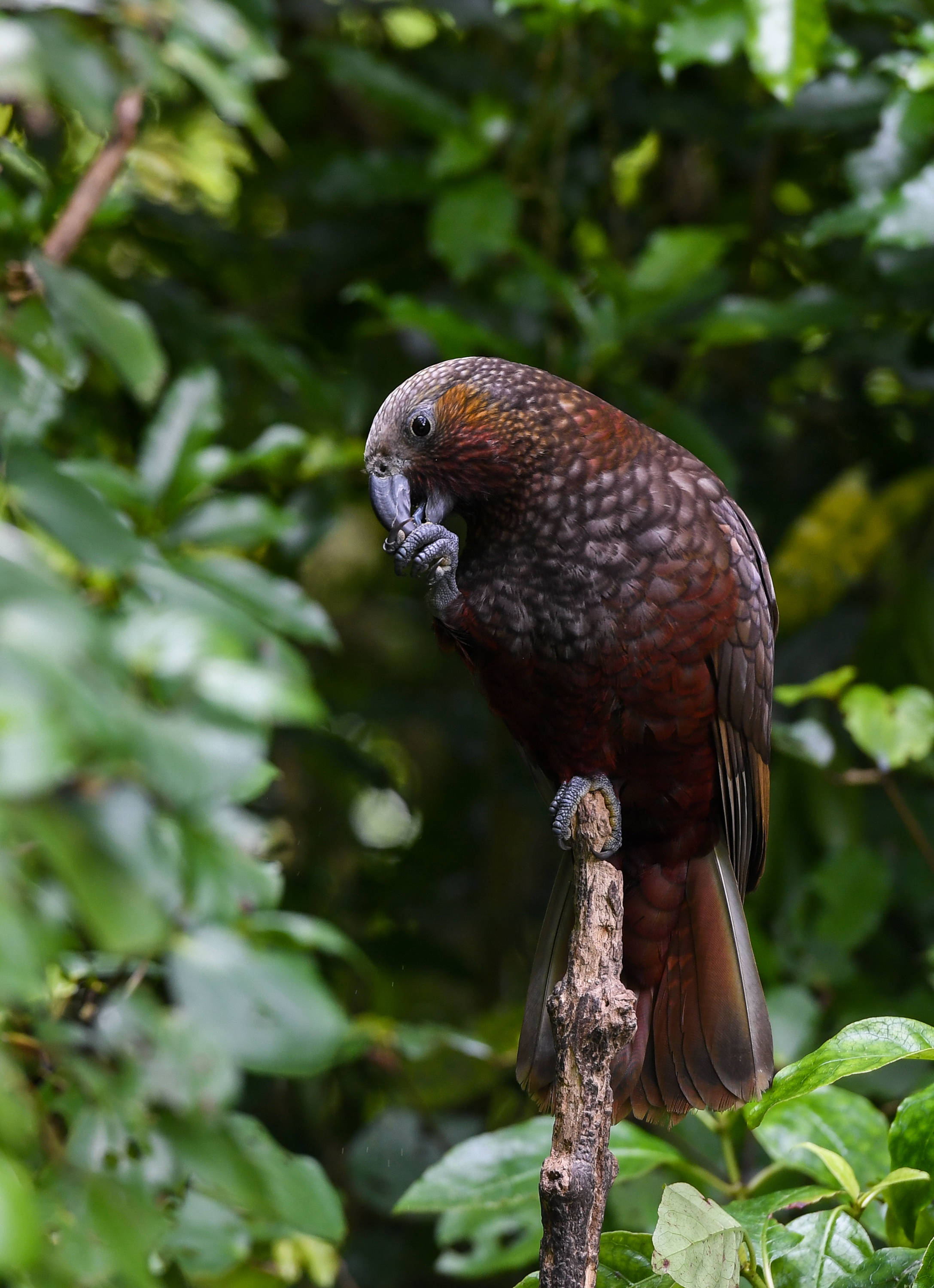 新西兰齐兰迪亚自然保护区:从废弃水库变身鸟儿天堂