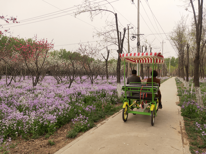69视觉的冲击参天大树交相呼应串串红灯笼与碧绿的相比草根堂农场