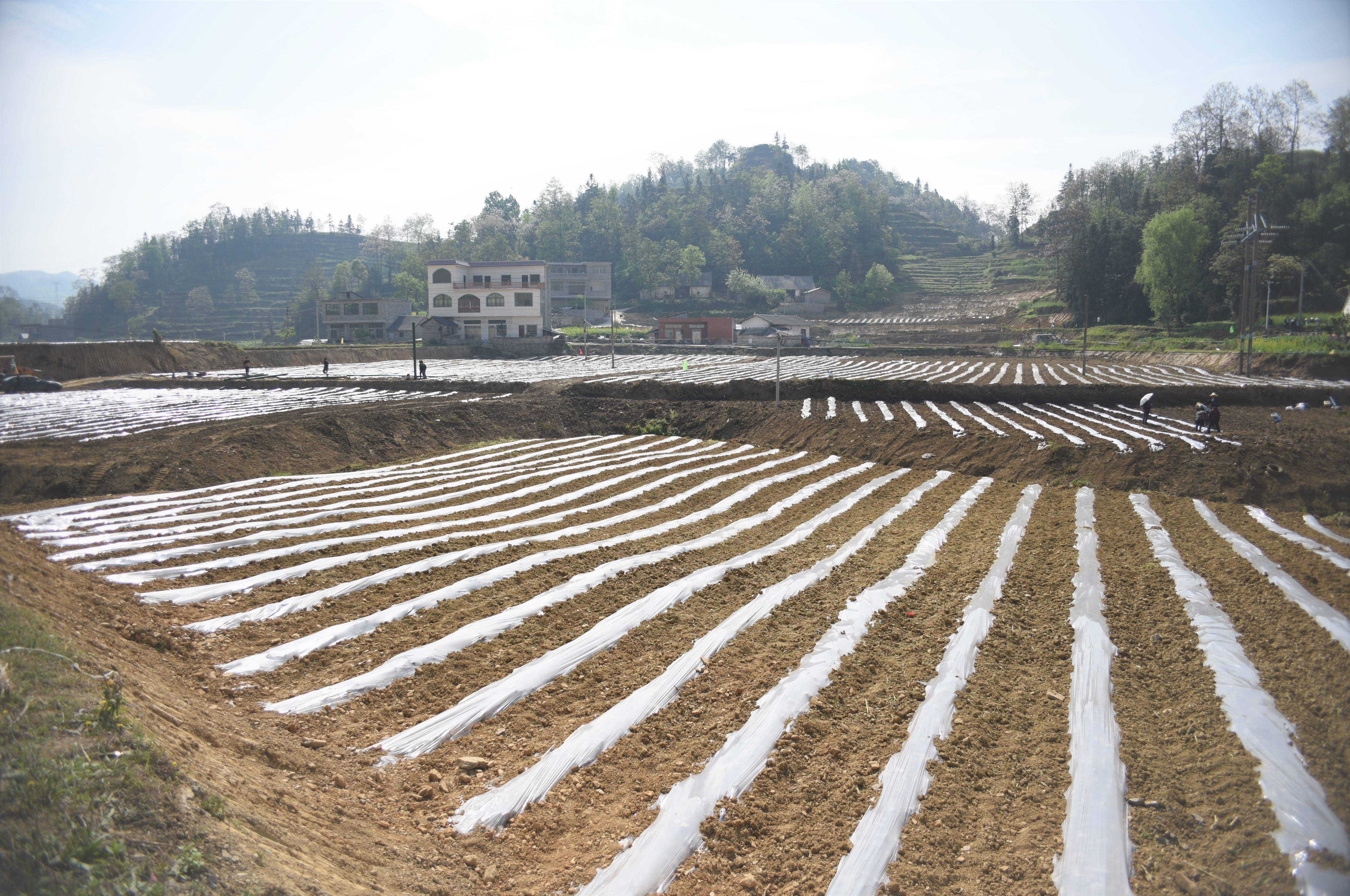 兴仁市成为全国最大薏仁米种植基地