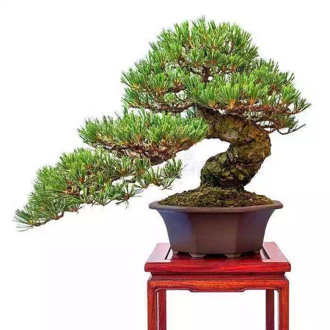 万物有灵,想做一盆品相上好的五针松盆景,你得学会与它深情对话