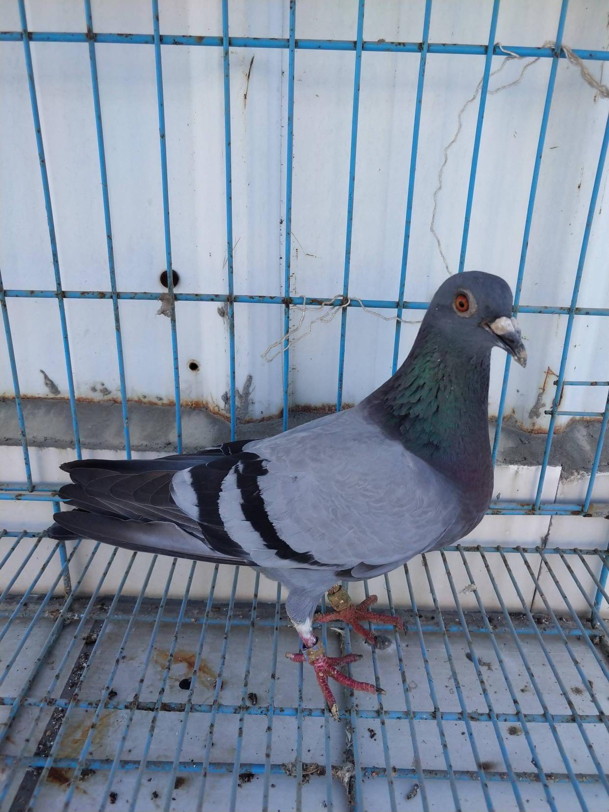 给信鸽洗澡有技巧洗错了也要出问题