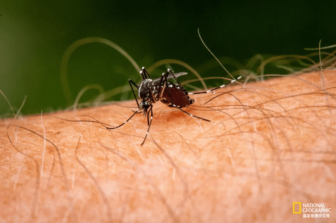 黑白条纹,俗称"花蚊子",叮咬凶猛,飞行极快,极灵活,但飞行距离短;库蚊
