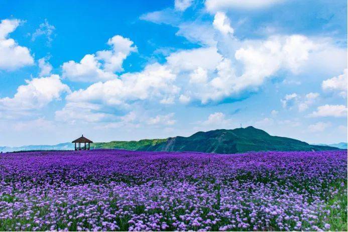 义龙间歇泉景区间歇泉位于义龙新区郑屯镇民族村喀斯特植被保护区,地