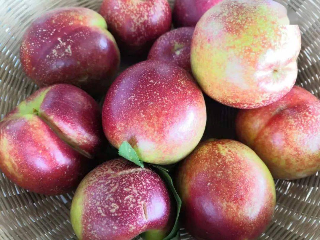 花桥镇:发展油桃产业 助推乡村振兴