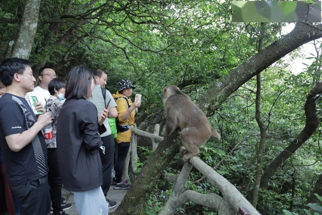 武当山逍遥谷猴子图片