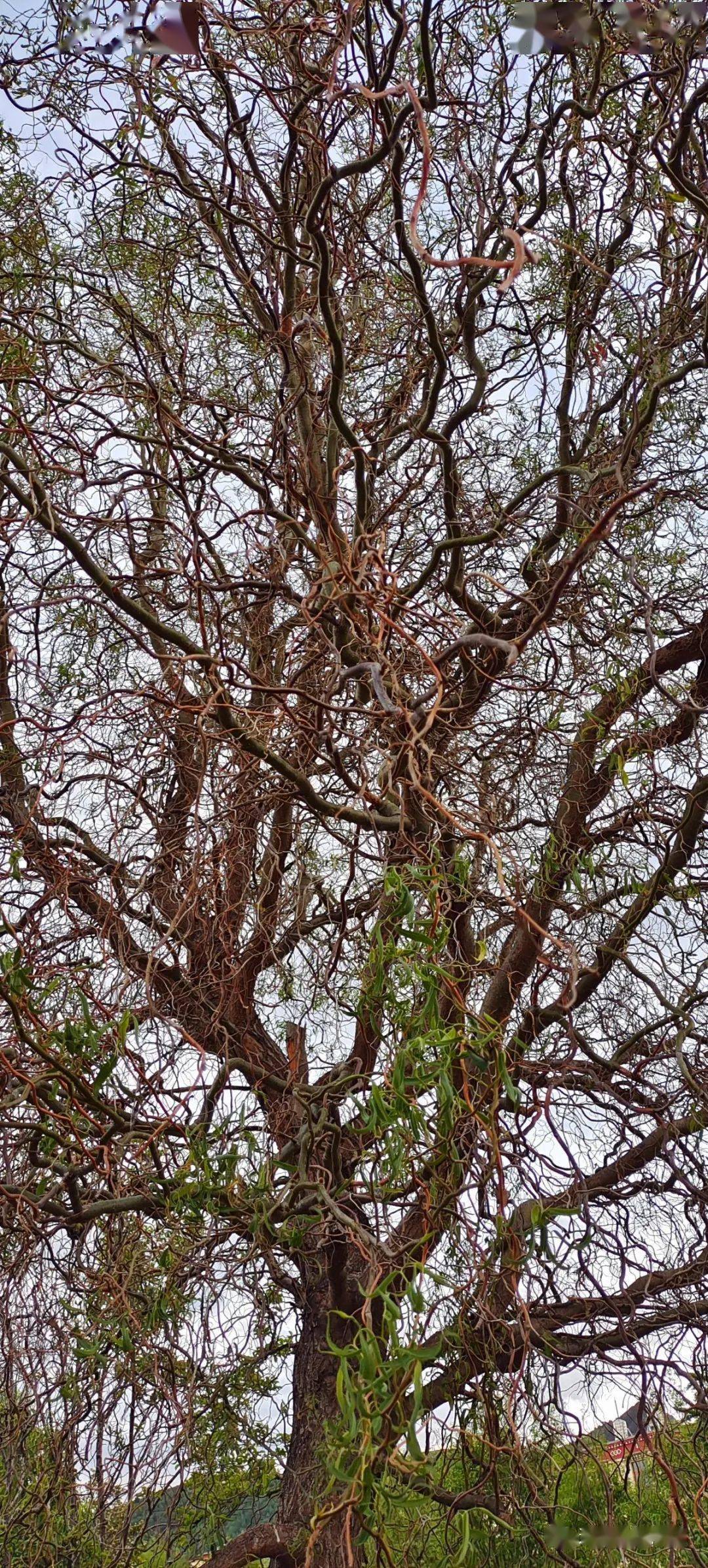 纳赤河上游绿化廊带大量绿化树因渴而亡谁之责